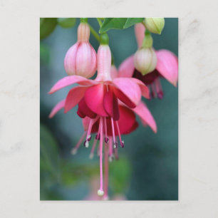 Fuchsias Postcard