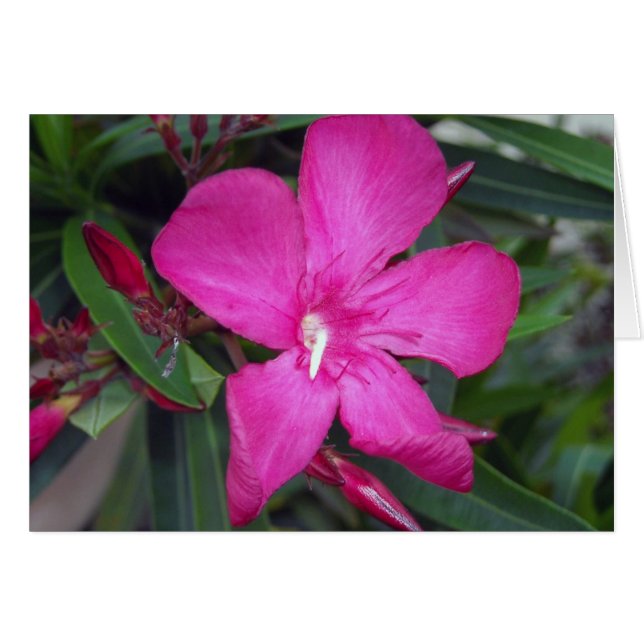 Fucshia Oleander Photo (Front Horizontal)