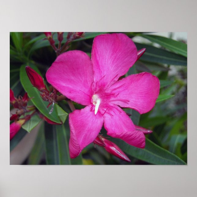 Fucshia Oleander Photo Poster (Front)