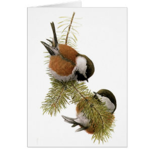 Fuertes' Chestnut-backed Chickadee
