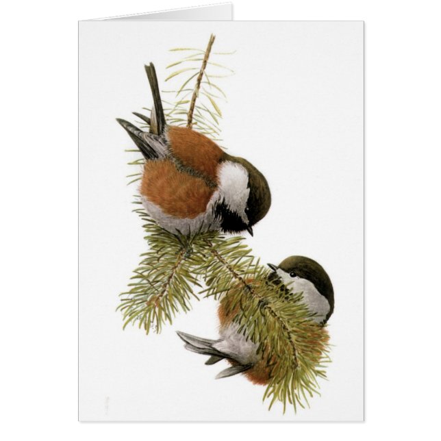 Fuertes' Chestnut-backed Chickadee (Front)