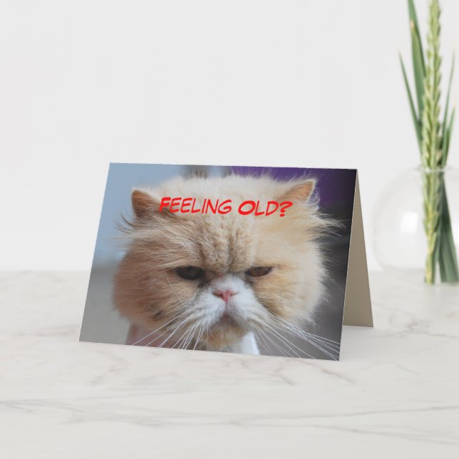 Fuggeddaboudit Persian Cat Humour Card (Front)