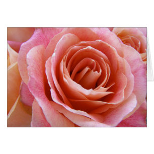 Full Bloom Peach Pink Rose Photograph Greeting