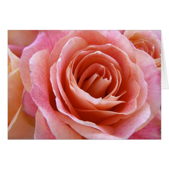 Full Bloom Peach Pink Rose Photograph Greeting (Front Horizontal)