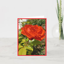 Full Bloom Red Rose Note Card