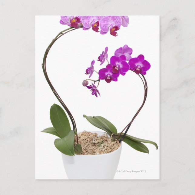 Full frame Orchid isolated on a white background Postcard (Front)
