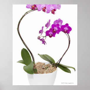 Full frame Orchid isolated on a white background Poster