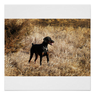 full in field poster