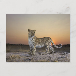 Full length view of Leopard (Panthera pardus) Postcard