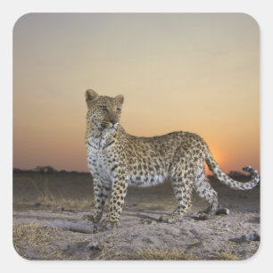 Full length view of Leopard (Panthera pardus) Square Sticker