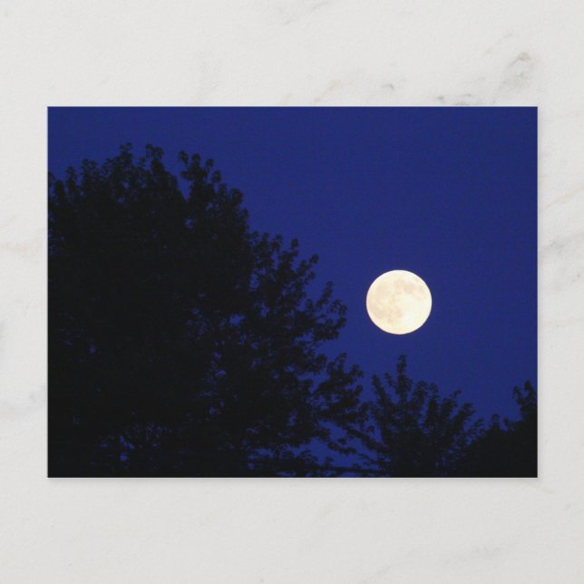 Full Moon with Trees and Blue Sky Postcard (Front)