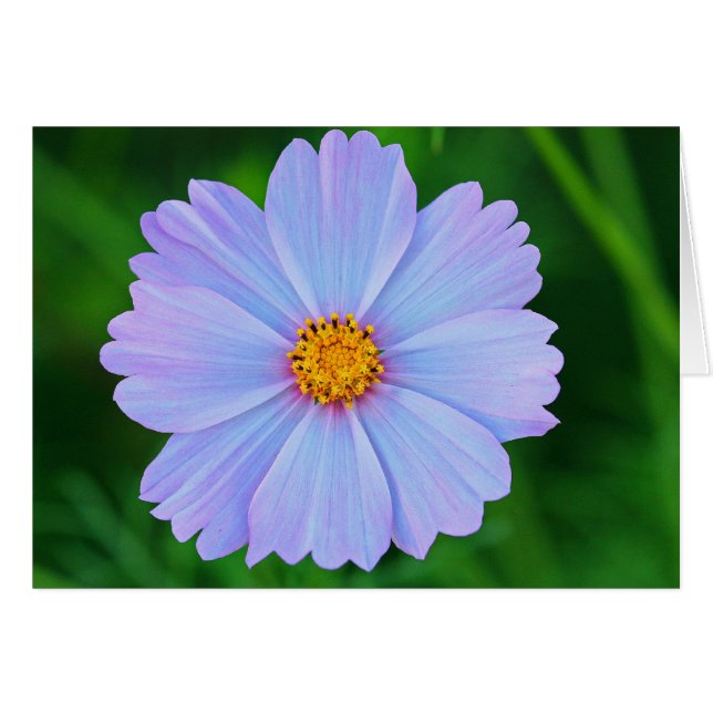 Full of Stars (Front Horizontal)