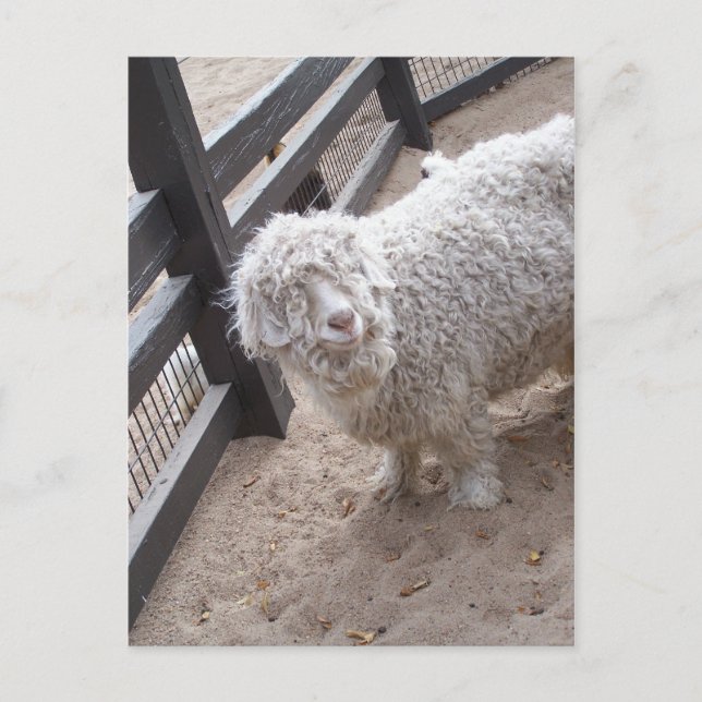 Full of Wool Postcard (Front)