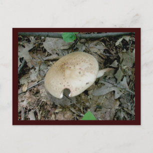 Full Pillar Mushroom Postcard