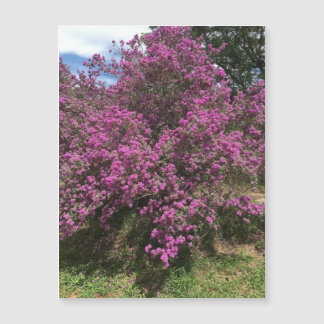 Full Rebel Sage Magnet