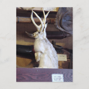 Full Size Jackalope $287.00 Postcard