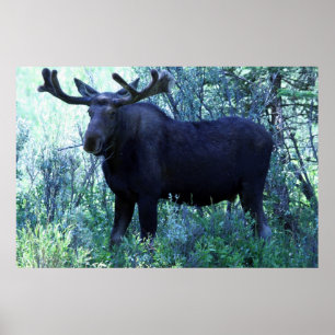 Full Size Moose Poster