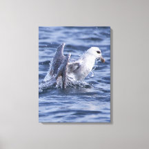 Fulmar nature photo canvas print