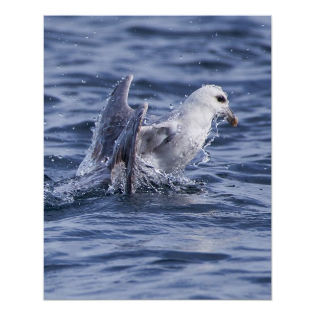 Fulmar nature photo poster (Front)