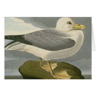Fulmar Petrel