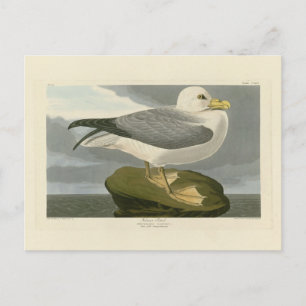 Fulmar Petrel from Audubon's Birds of America Postcard