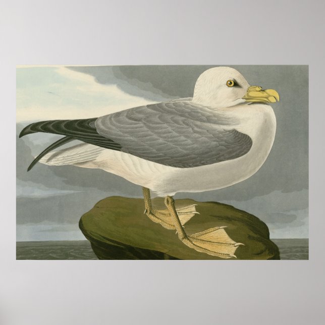 Fulmar Petrel Poster (Front)