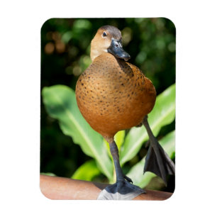 Fulvous Whistling Duck On Rail Magnet