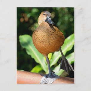 Fulvous Whistling Duck On Rail Postcard