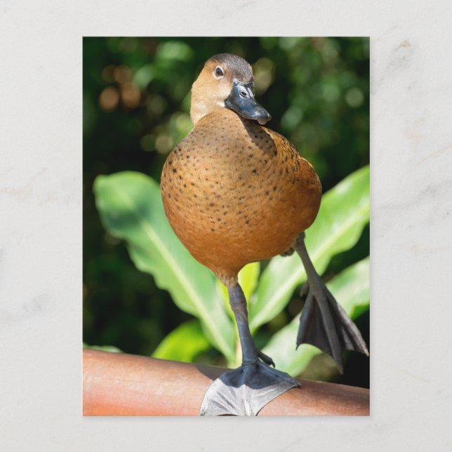 Fulvous Whistling Duck On Rail Postcard (Front)