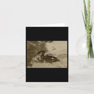 Fulvous Whistling Duck Valencia Tint Sticker Card