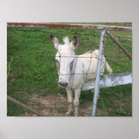 Fun Albino Mule Photo