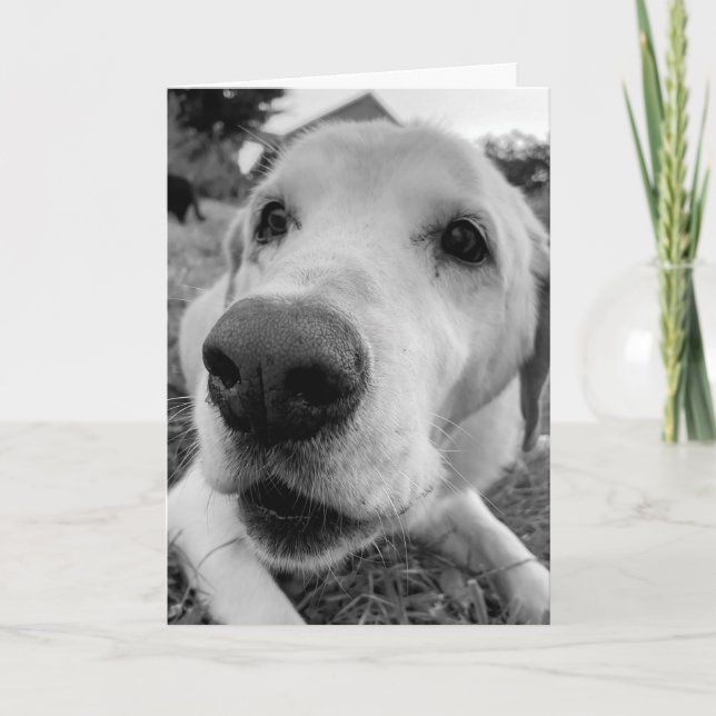 fun and up close of Ed the old yellow lab Card (Front)