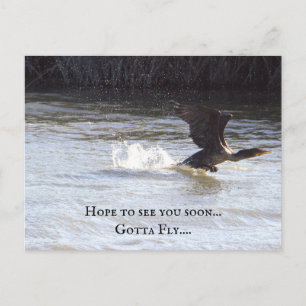 Fun Bird Postcard