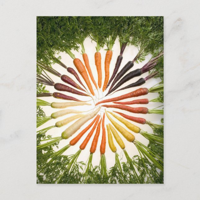 Fun Colorful Carrots Postcard (Front)