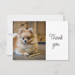 Fun Cute Pomeranian Chihuahua Dog Thank You Card