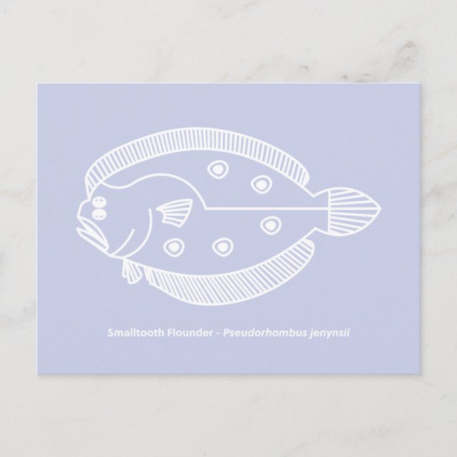 Fun Flounder Fish in White on Light Purple Postcard (Front)