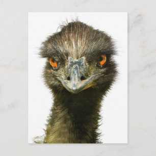 Fun Glaring Emu Close Up Postcard