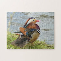Fun-loving Mandarin duck