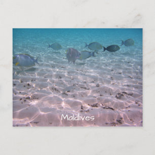 Fun Maldives Coral Fish White Sand Lagoon Postcard