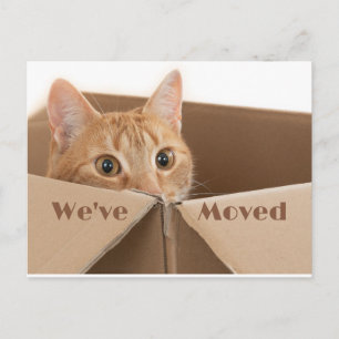 Fun New Address Reminder, New Home  Postcard