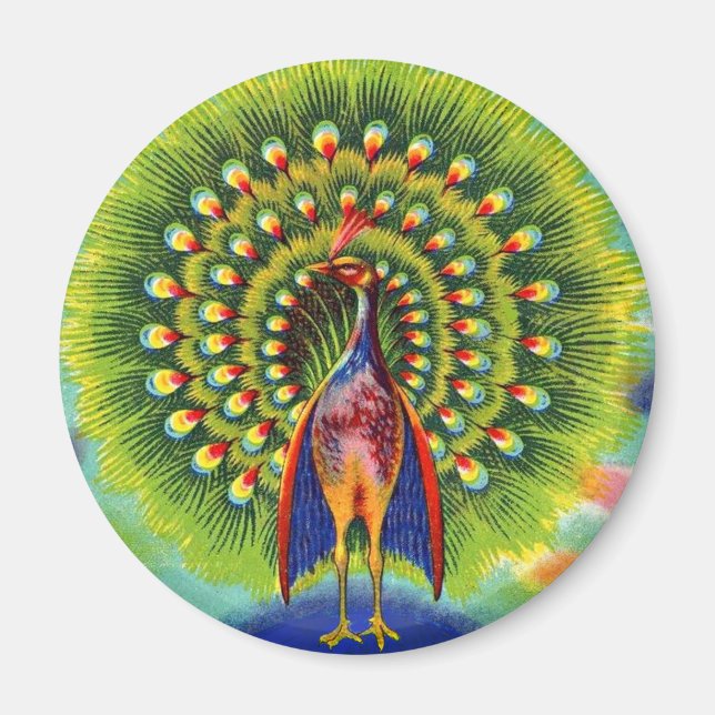 fun peacock print magnet (Front)