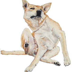 fun picture of itchy dog scratching with slogan coffee mug