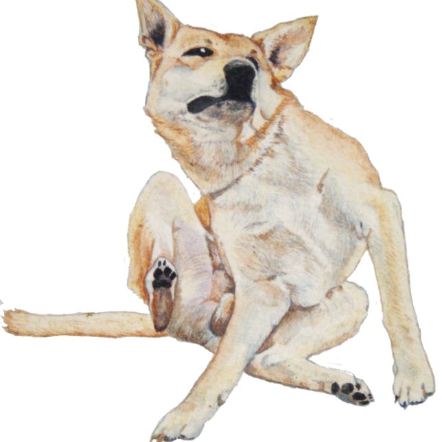 fun picture of itchy dog scratching with slogan coffee mug (Creator Uploaded)