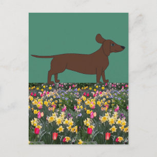 Fun Postcards with Dachshund and Flower Field