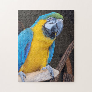 Fun! Puzzle - Blue-and-yellow macaw