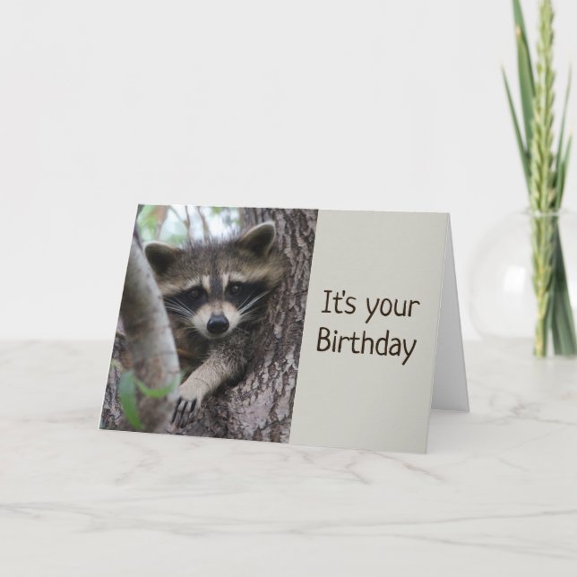 Fun Racoon In a tight spot Birthday  Card (Front)