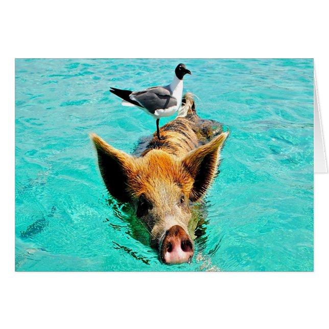 Fun together  staniel cay swimming pig seagull fis (Front Horizontal)