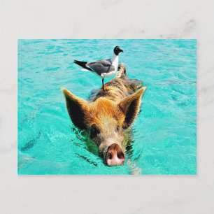 Fun together staniel cay swimming pig seagull fis postcard