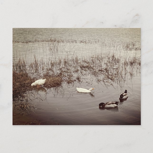 FUN Two Pairs of Ducks Postcard (Front)