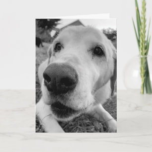 fun up close of Ed the old yellow lab Card